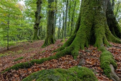 faggeta del monte cimino percorsi Canepina