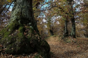 Il Santuario della Madonna del Ruscello, i secolari castagneti di Vallerano e l'Eremo di S.Leonardo
