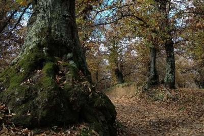 Il Santuario della Madonna del Ruscello, i secolari castagneti di Vallerano e l'Eremo di S.Leonardo