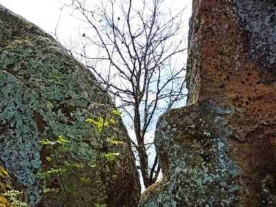 Dalla parte degli alberi: natura e riuso 2022