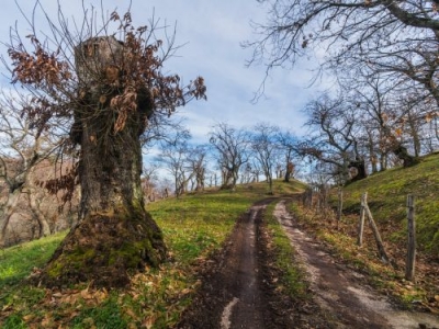 Canepina e il frutteto di alberi di pane
